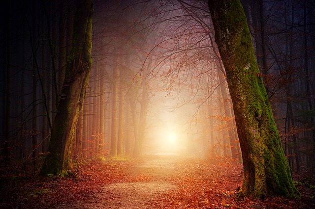 A scene of a forest with trees with sunlight lighting a path. #heaven #hell #salvation Jesus Christ saves 
